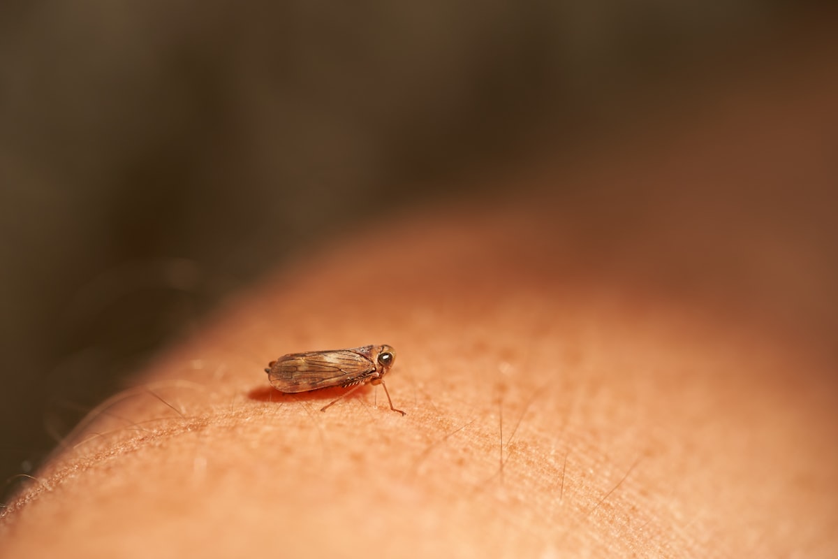 a close up of a person's arm with a bug on it related to Identifying the Itch: What Does a Bed Bug Bite Look Like?