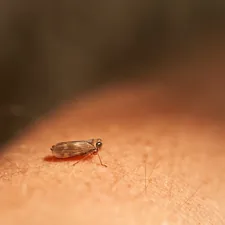 a close up of a person's arm with a bug on it related to Identifying the Itch: What Does a Bed Bug Bite Look Like?