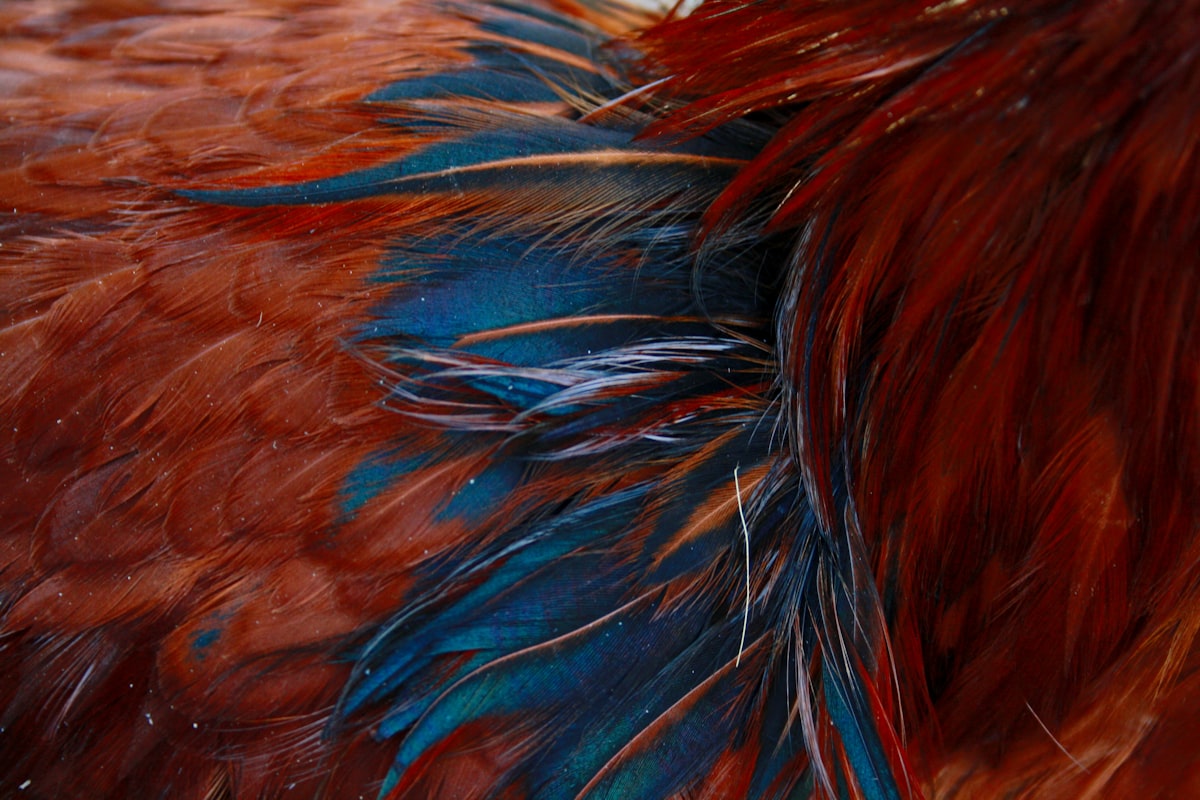 a close up of a red and blue bird's feathers related to Blue Rooster Chimineas: A Breath of Coastal Serenity