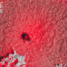 A close up of a red and gray area related to The Unwelcome Guests: A Guide to Bed Bug Stains