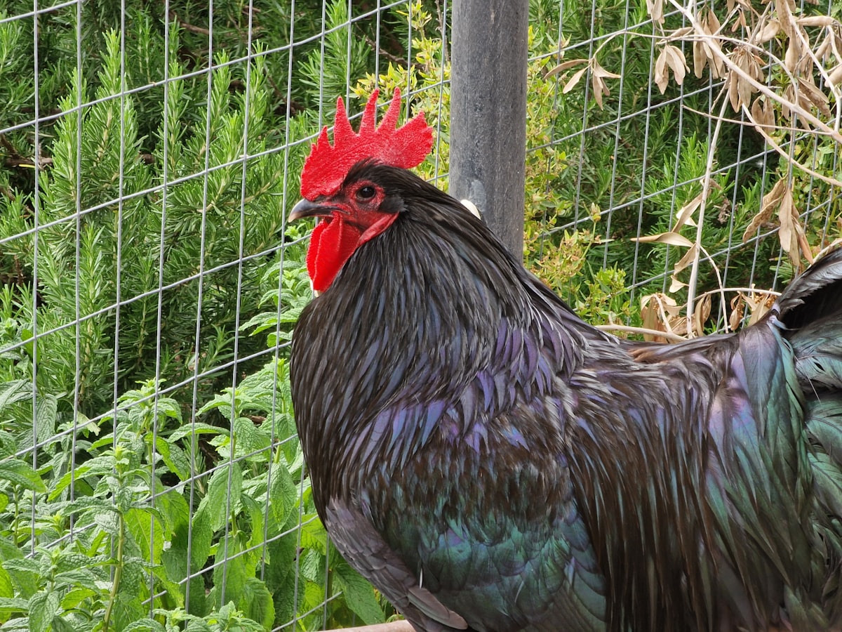 a close up of a rooster near a fence related to Blue Rooster Chiminea Review