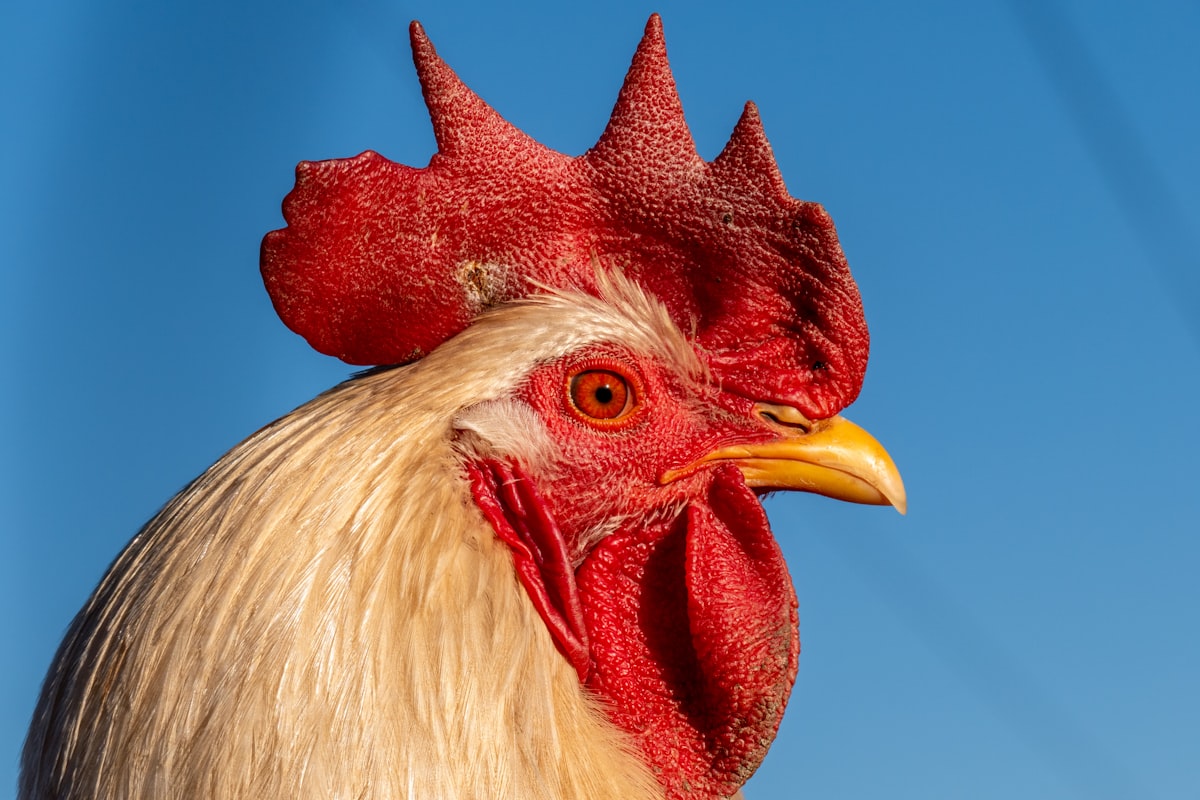 A close-up of a rooster with a vibrant red comb and sharp gaze against a clear blue sky. The intricate details of its feathers and textured skin bring the image to life. related to The Blue Rooster Chiminea: A Statement Piece for Your Backyard