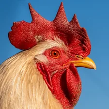 A close-up of a rooster with a vibrant red comb and sharp gaze against a clear blue sky. The intricate details of its feathers and textured skin bring the image to life. related to The Blue Rooster Chiminea: A Statement Piece for Your Backyard