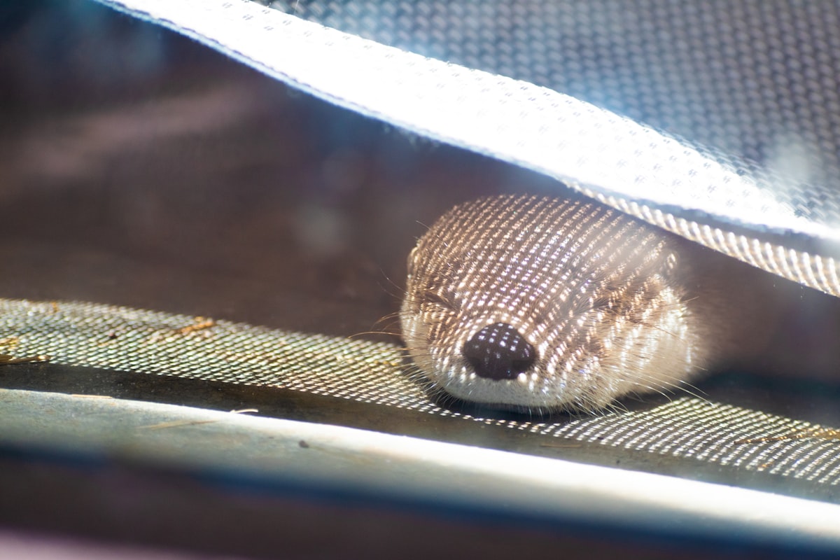a close up of a small animal under a mesh curtain related to The Ultimate Guide to Mesh Bed Rails for a Safe and Comfortable Sleep
