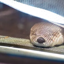 a close up of a small animal under a mesh curtain related to The Ultimate Guide to Mesh Bed Rails for a Safe and Comfortable Sleep