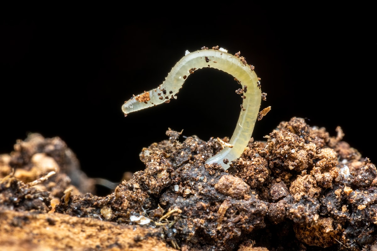 a close up of a worm on a rock related to Creating the Perfect Worm Bed for Composting