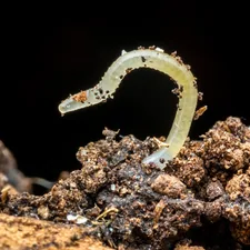 a close up of a worm on a rock related to Creating the Perfect Worm Bed for Composting