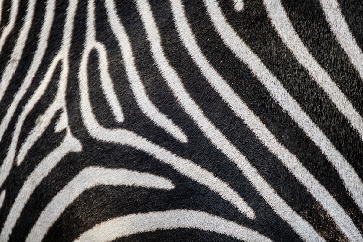 a close up of a zebra's black and white stripes related to The Striped Chic: Discover the Style and Flair of Zebra Print Bedding