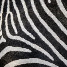 a close up of a zebra's black and white stripes related to The Striped Chic: Discover the Style and Flair of Zebra Print Bedding