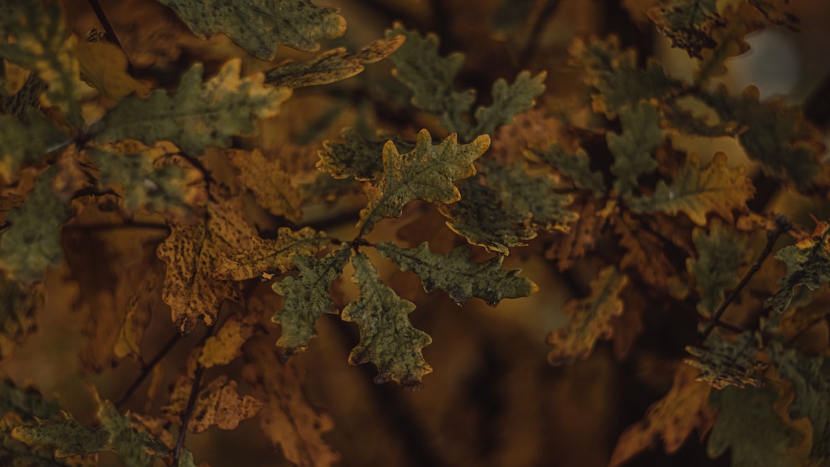 a close up of some leaves related to Mossy Oak Valance: Enhancing Rustic Decor