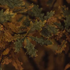 a close up of some leaves related to Mossy Oak Valance: Enhancing Rustic Decor