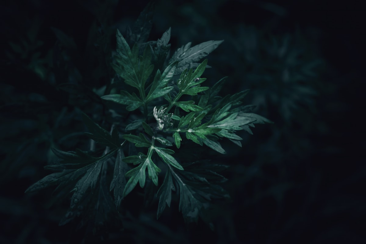 A close up of wild dark green Mugwort leaves related to Exploring the Beauty of Dark Green Valances