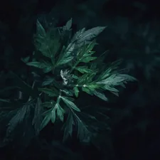 A close up of wild dark green Mugwort leaves related to Exploring the Beauty of Dark Green Valances