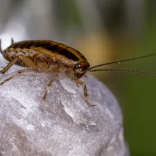 A cockroach is perched on a textured surface related to Do Roaches Consume Bed Bugs?