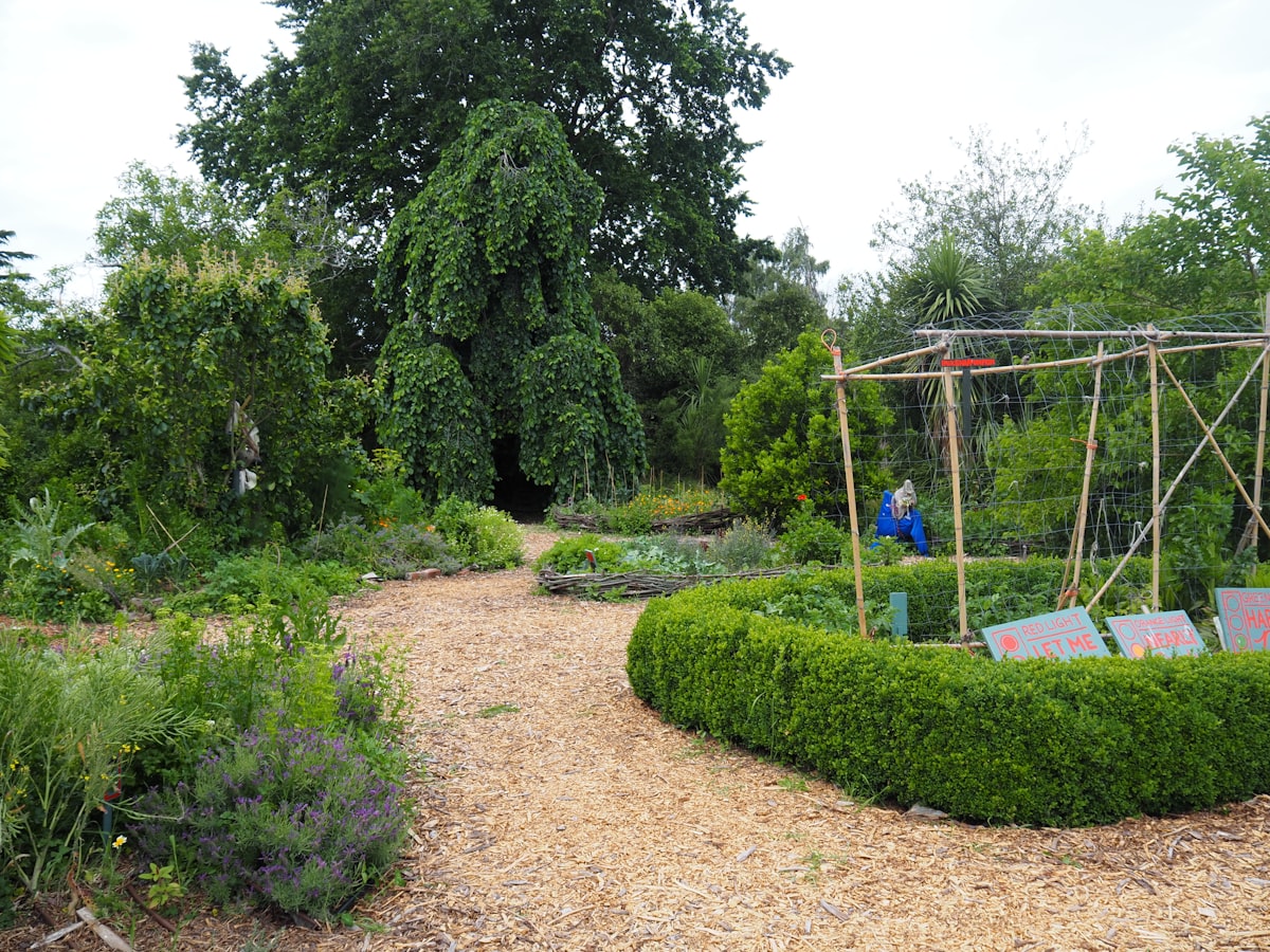 A community garden in the Christchurch red zone related to The Benefits and Beauty of Raised Bed Gardens