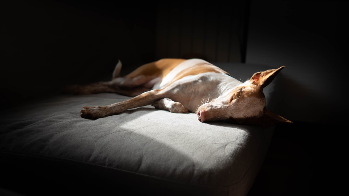 A dog finds solace in the sun’s gentle caress, resting on a cozy bed, creating a portrait of peace and home comfort that warms the heart. related to Canine Comfort: The Ultimate Dog Bed with Canopy