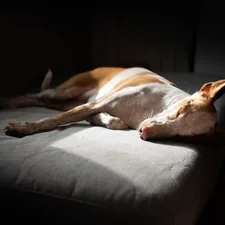 A dog finds solace in the sun’s gentle caress, resting on a cozy bed, creating a portrait of peace and home comfort that warms the heart. related to Canine Comfort: The Ultimate Dog Bed with Canopy