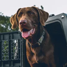 a dog in a truck related to Taming the Toolbox Chaos: Choosing the Perfect Truck Bed Tool Box