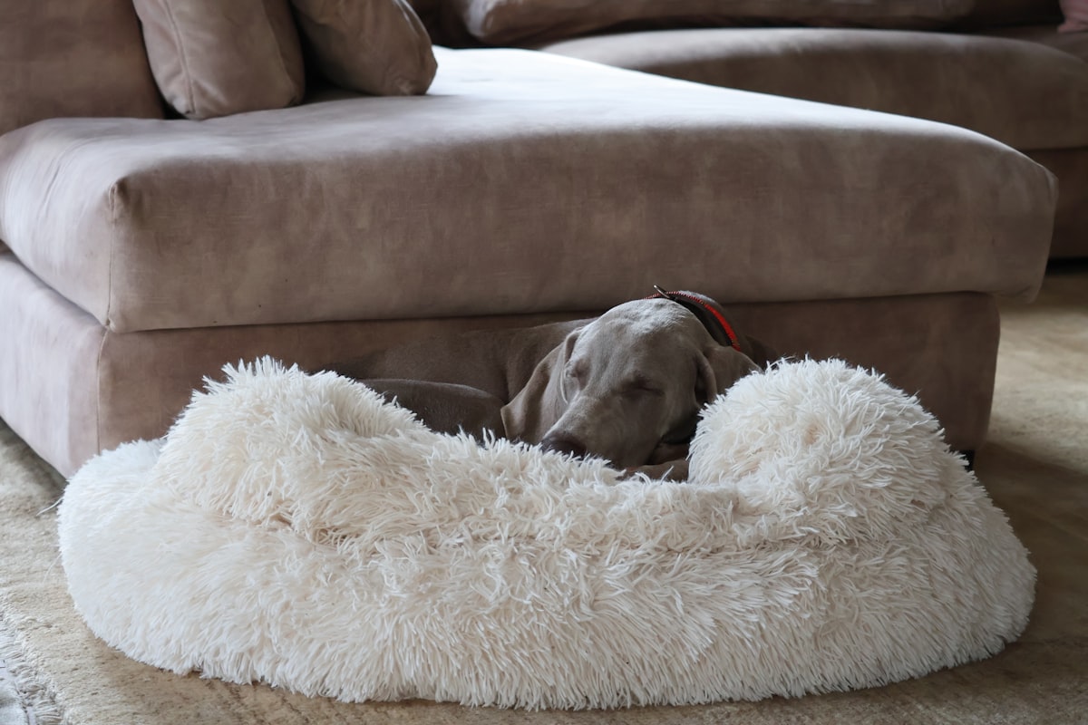 a dog laying in a dog bed on the floor related to Paws in Luxury: The Ultimate Guide to High-End Canine Comfort