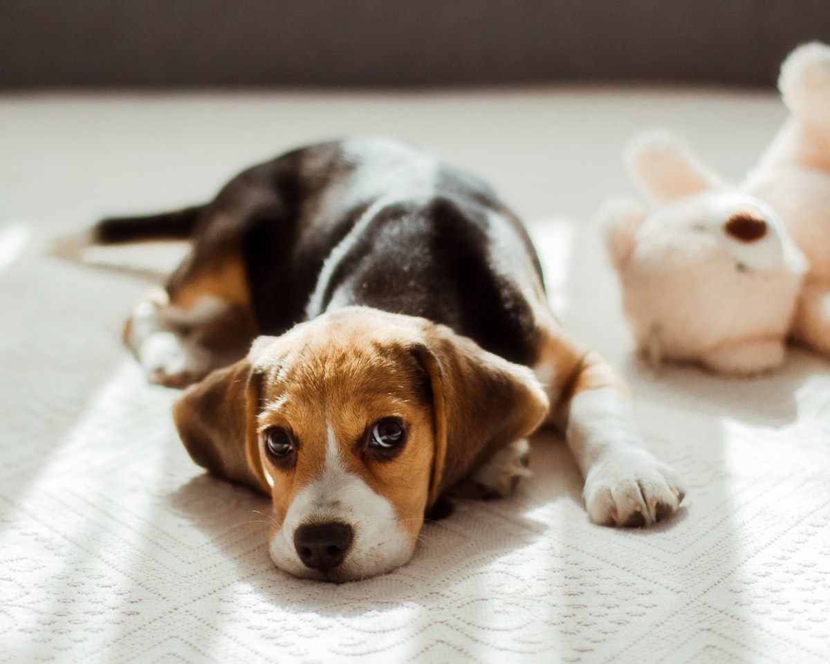 a dog laying on a bed next to a stuffed animal related to Bed Bug Dogs: A New Era in Pest Detection