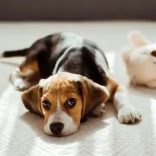 a dog laying on a bed next to a stuffed animal related to Bed Bug Dogs: A New Era in Pest Detection