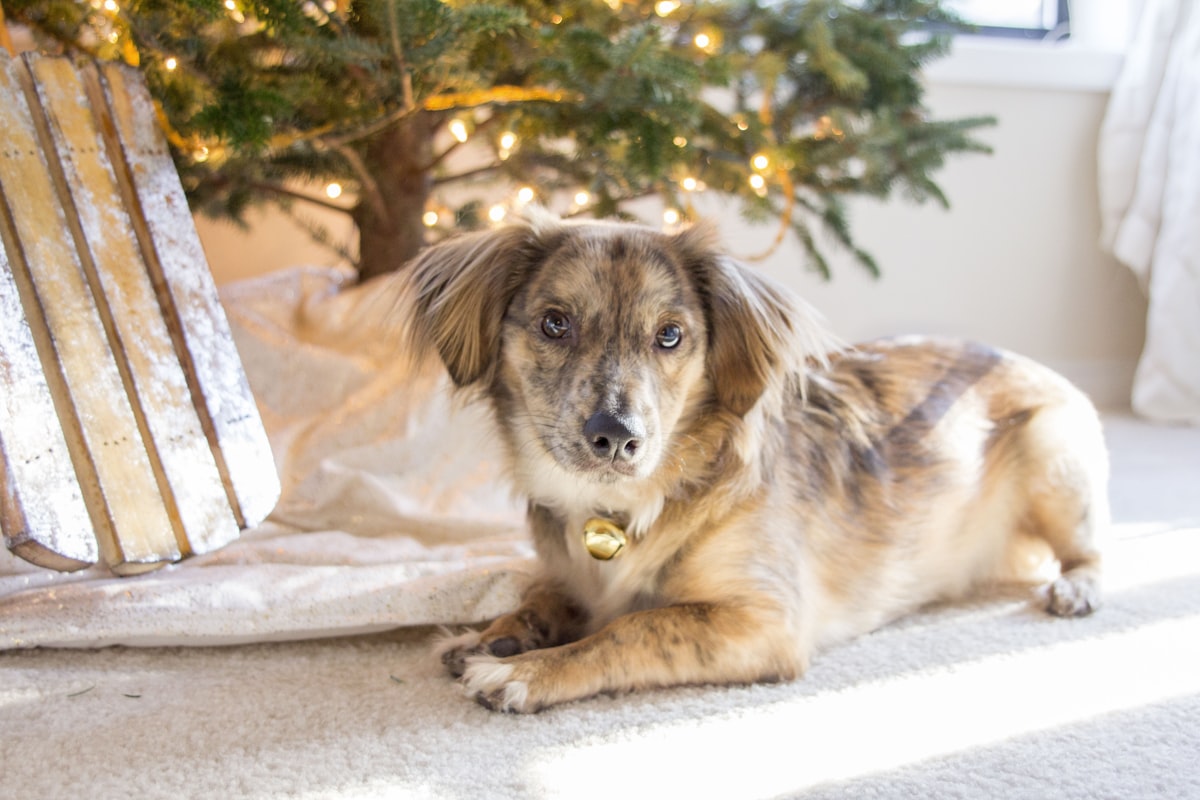 a dog laying on the floor next to a christmas tree related to Cozy Up with Realtree Dog Beds: A Perfect Companion for Your Outdoor-Loving Pup