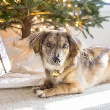 a dog laying on the floor next to a christmas tree related to Cozy Up with Realtree Dog Beds: A Perfect Companion for Your Outdoor-Loving Pup