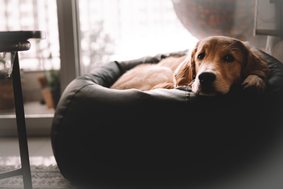 a dog lying on a chair related to Snuggle in Style: Ultimate Waterproof Dog Beds for Every Adventure