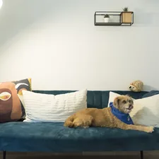 a dog lying on a couch related to Exploring the Best Sofa Covers at Bed Bath & Beyond