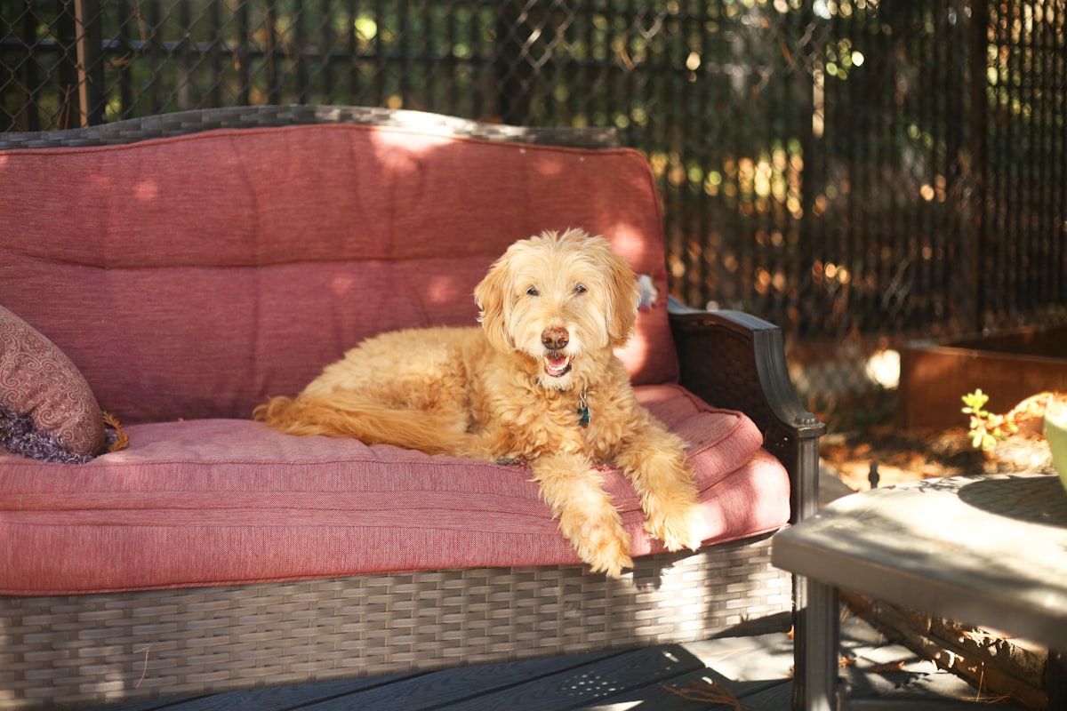 a dog lying on a couch related to Top-Rated Outdoor Dog Beds on Amazon