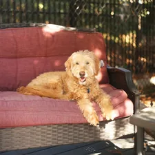 a dog lying on a couch related to Top-Rated Outdoor Dog Beds on Amazon