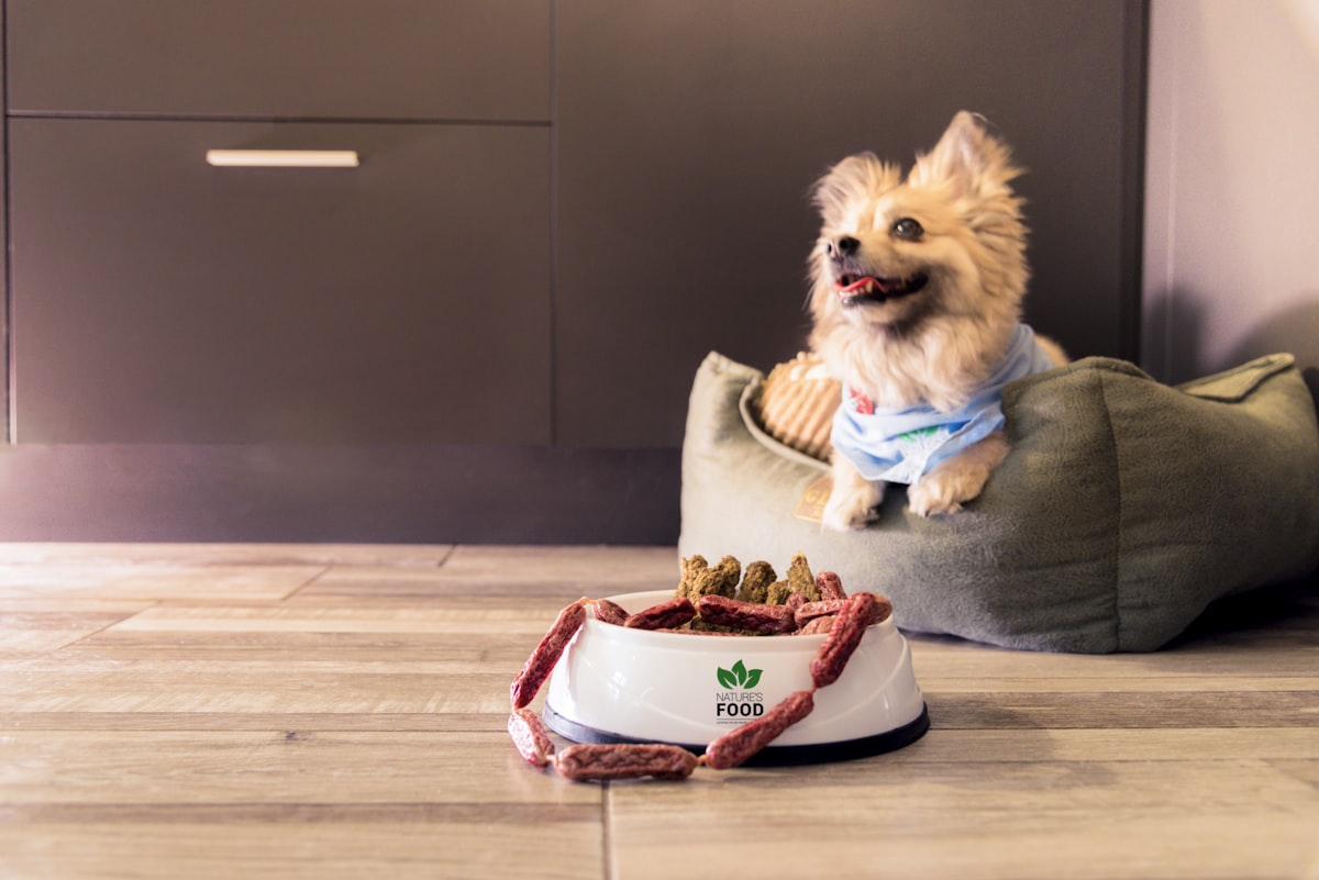 a dog sitting on a couch related to The Ultimate Guide to Choosing the Perfect Small Dog Bed