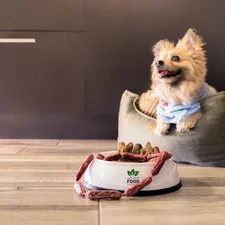 a dog sitting on a couch related to The Ultimate Guide to Choosing the Perfect Small Dog Bed