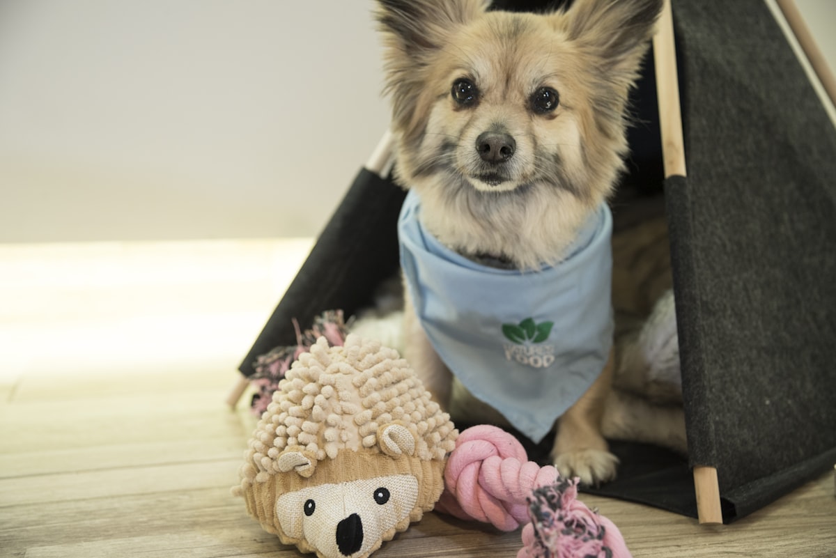 a dog wearing a shirt related to The Ultimate Comfort for Your Pet: Dog Teepee Bed