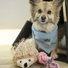 a dog wearing a shirt related to The Ultimate Comfort for Your Pet: Dog Teepee Bed