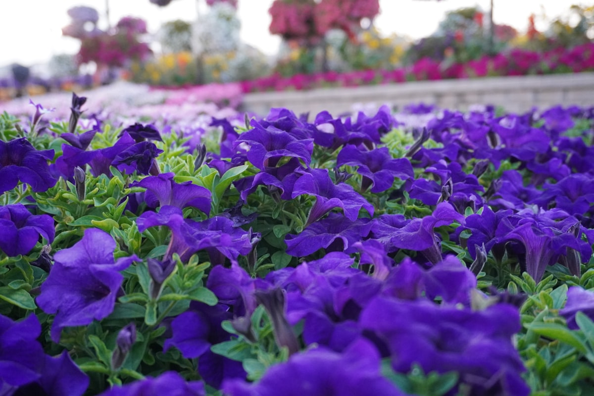 A field of vibrant purple flowers in bloom. related to Unique Flower Bed Ideas for a Beautiful Garden Home