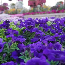 A field of vibrant purple flowers in bloom. related to Unique Flower Bed Ideas for a Beautiful Garden Home
