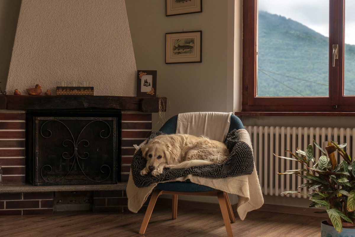 A  Golden Retriever relaxing on a chair near the fireplace. related to Warm Up Your Home with a Majestic Chiminea from Home Depot