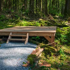 A gravel trail leading to a cedar camping platform in the middle of a green and mossy Pacific Northwest forest. related to How to Build a Platform Bed Frame