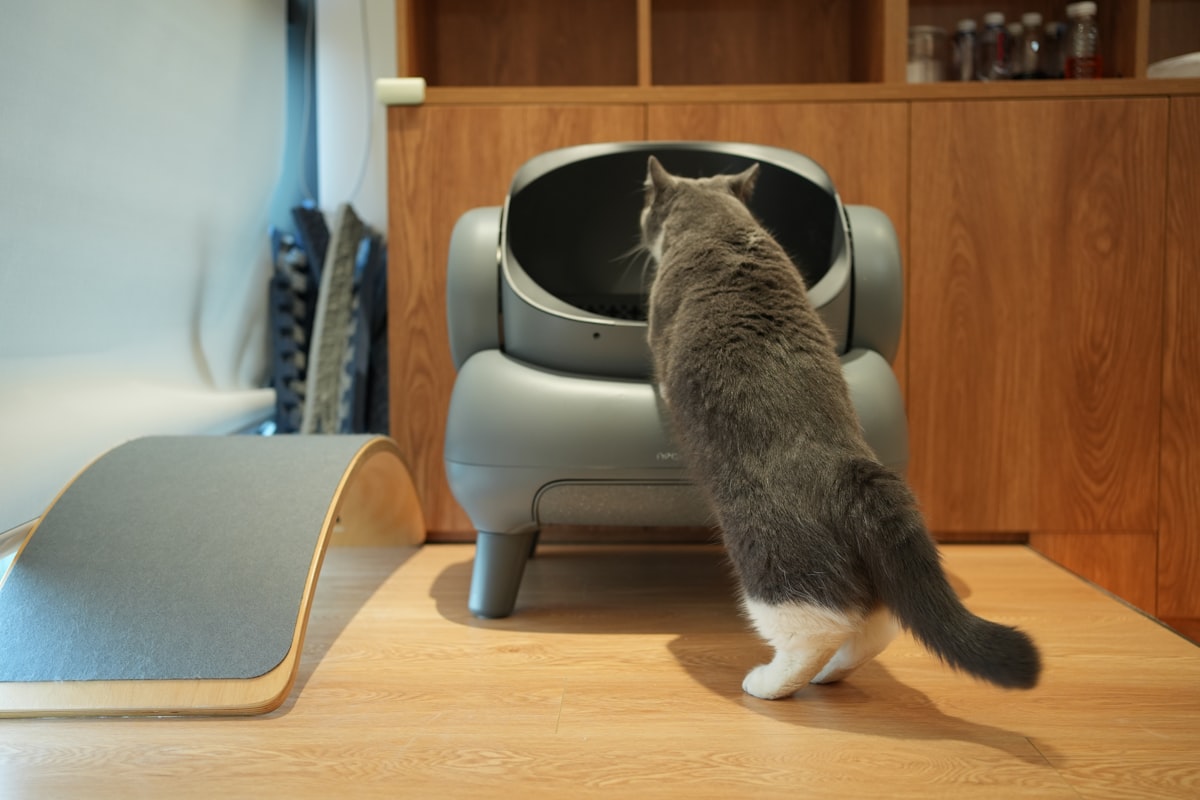 a gray and white cat standing on its hind legs, inspecting the inside of the Neakasa automatic litter box related to The Ultimate Guide to Choosing the Perfect Modern Cat Bed