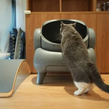 a gray and white cat standing on its hind legs, inspecting the inside of the Neakasa automatic litter box related to The Ultimate Guide to Choosing the Perfect Modern Cat Bed