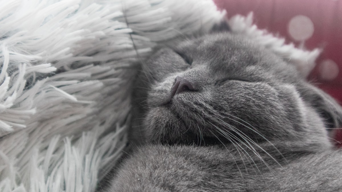 a gray cat sleeping on top of a fluffy white blanket related to Choosing the Perfect Grey Baby Bed for Your Nursery