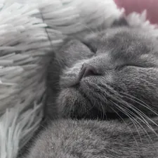 a gray cat sleeping on top of a fluffy white blanket related to Choosing the Perfect Grey Baby Bed for Your Nursery