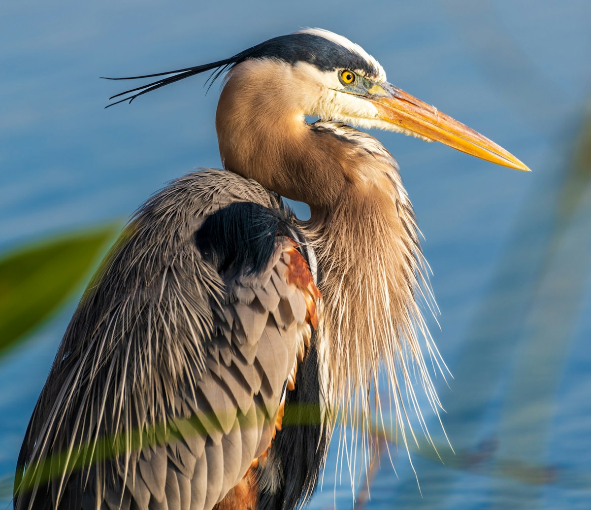 A great blue heron peering out onto a lake at sunset in Florida. related to A Serene Getaway by the Water