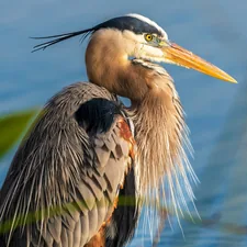 A great blue heron peering out onto a lake at sunset in Florida. related to A Serene Getaway by the Water
