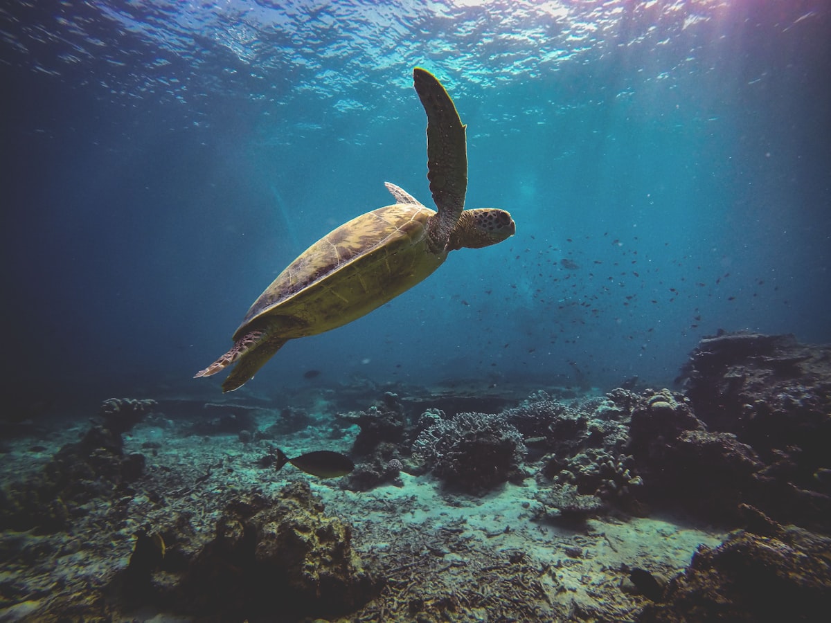 A green sea turtle gliding through the ocean during a dive in Sipidan, Malaysian Borneo. related to Dive into Comfort: The Ultimate Guide to Sea Turtle Bed Sheets
