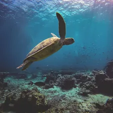 A green sea turtle gliding through the ocean during a dive in Sipidan, Malaysian Borneo. related to Dive into Comfort: The Ultimate Guide to Sea Turtle Bed Sheets
