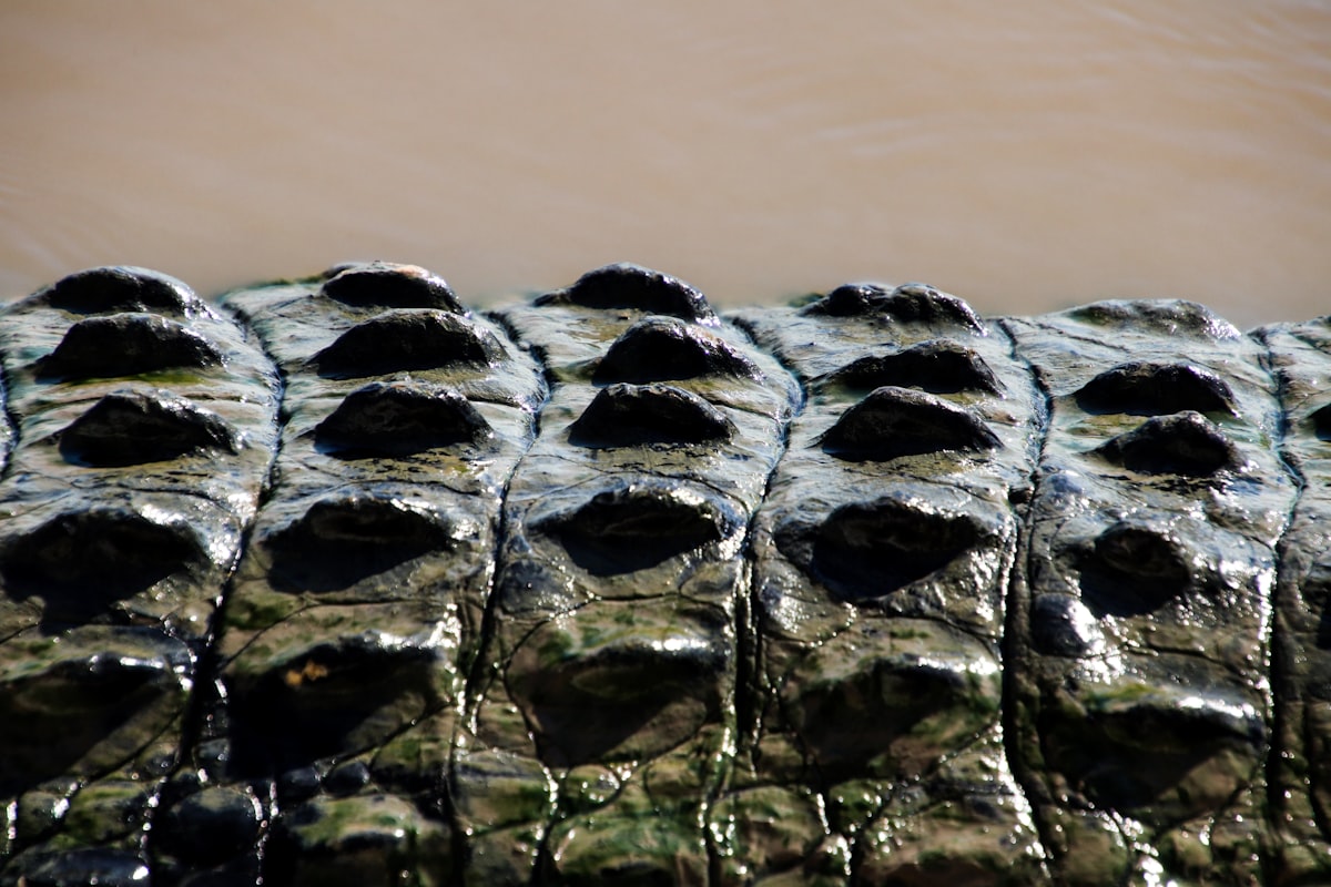 a group of alligators are lined up in the water related to Protecting Your Truck Bed with Gator Bed Covers