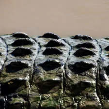 a group of alligators are lined up in the water related to Protecting Your Truck Bed with Gator Bed Covers