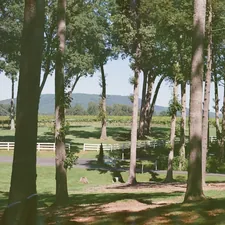 a group of animals walking through a lush green forest related to A Cozy Getaway in Charlottesville: Exploring the Charm of B&Bs in VA